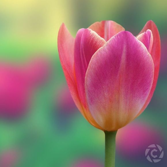 Meet your Posher, Barbara - Picture 1 of 1